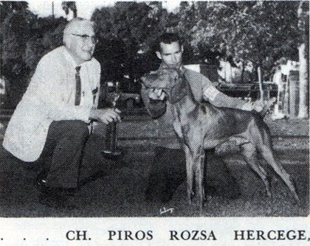 Image of Piros Rozsa Hercege