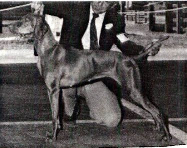 Image of Szilva Lu Szolomon