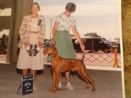 Image of Upwind Kis Trefa