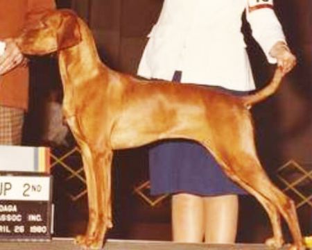 Image of Firebrand's Constant Comment