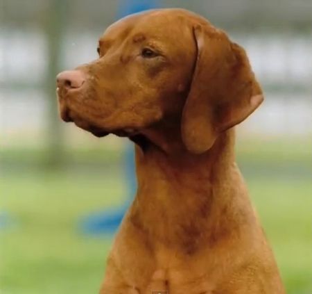 Image of Paudons Highlander