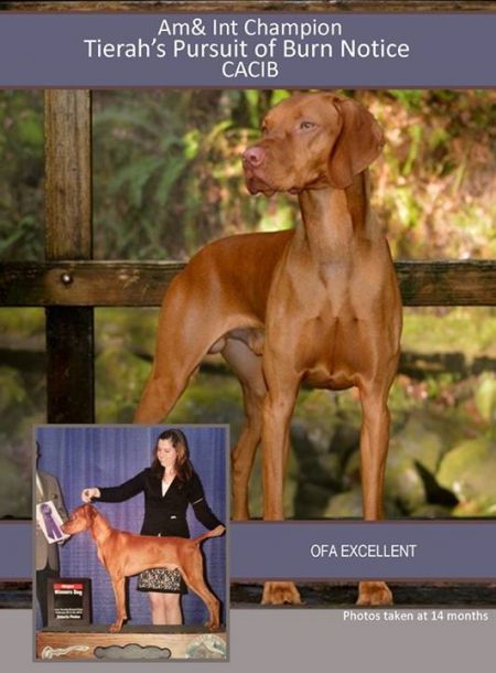 Image of Tierah's Pursuit Of Burn Notice