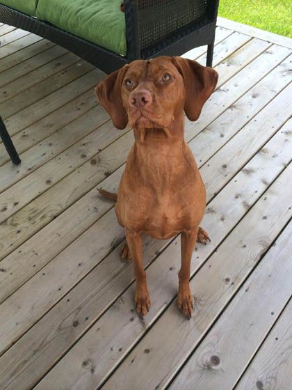 Image of Vizslavilla's Memphis