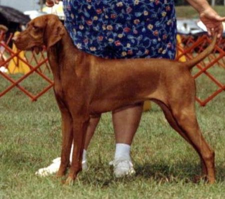 Image of Amberway Forty Karats