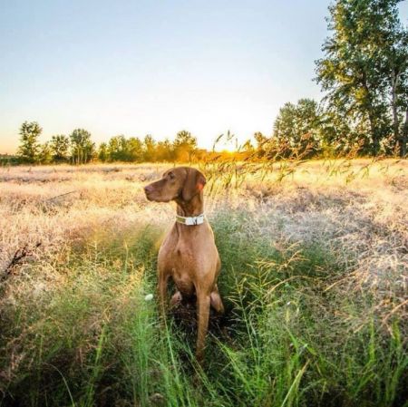 Image of Martinsen's Lil Pheasant Popper