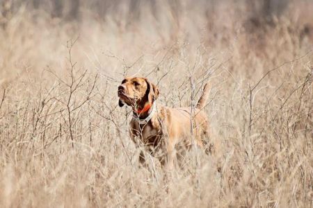 Image of Martinsen's Lil Pheasant Popper