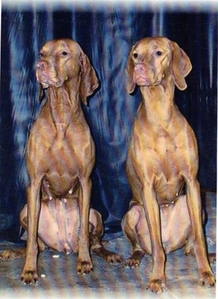 Image of Classic Colors Of The Wind