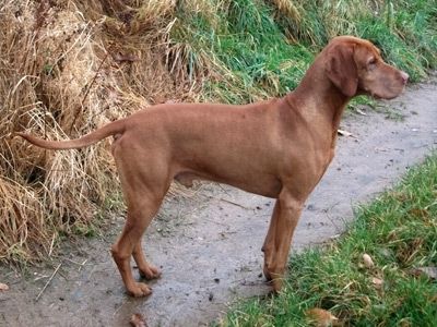 Image of Sulymos Laposi Cyrill