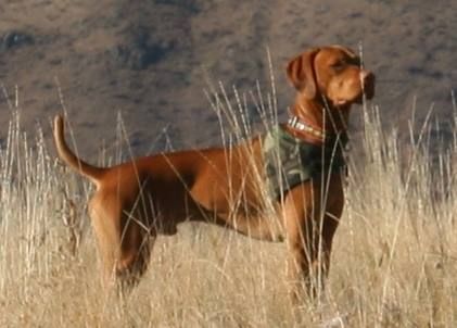 Image of Tierah's Buffalo Soldier
