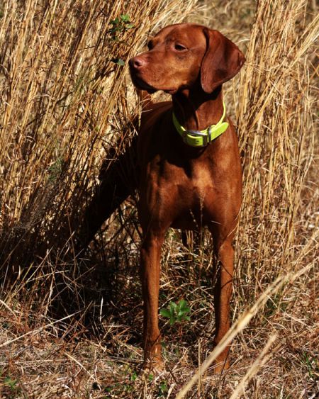 Image of Akar Unleashed Angel Micah