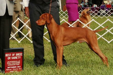 Image of Akar Unleashed Angel Micah