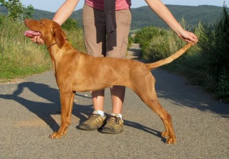 Image of Bergie z Chejlavských lesu