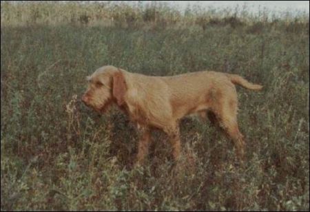 Image of Csövárberki Dömper