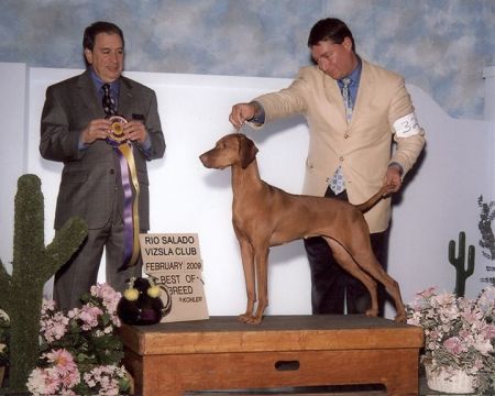 Image of Nyircsaszari Nyajas Cigany