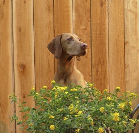 Image of Toldin's Moonlight And Roses
