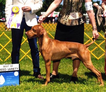 Image of Wingsonggrousebend Storminbrigade