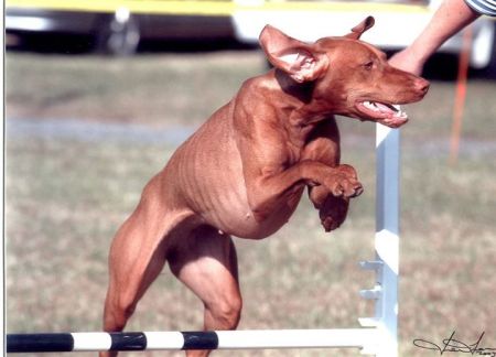 Image of Red Oak Totem From Snowridge