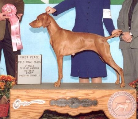 Image of Red Oak Totem From Snowridge