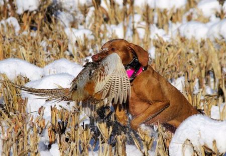 Image of Red Oak Totem From Snowridge
