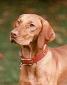 Image of Deacon's Micro Chip