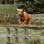 Image of Deacon's Micro Chip