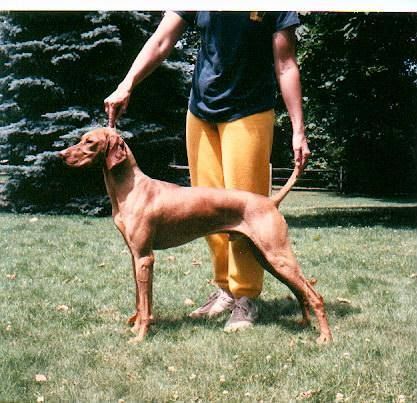 Image of Deacon's Micro Chip