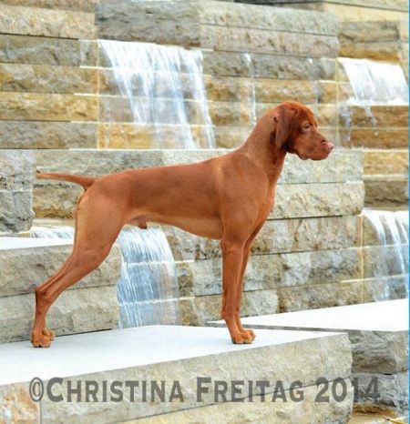 Image of Hilldale's Protector Of Prosperity