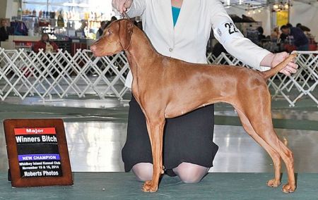 Image of Sokoldalu's Fancy Won't Let Me Down By Tierah