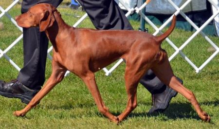 Image of Sokoldalu's Fancy Won't Let Me Down By Tierah