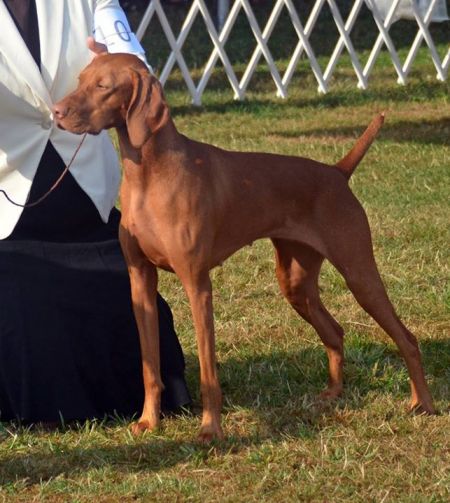 Image of Sokoldalu's Fancy Won't Let Me Down By Tierah