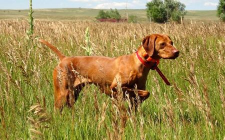 Image of Vanguard's Stella The Tornado