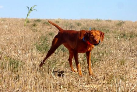 Image of Vanguard's Stella The Tornado
