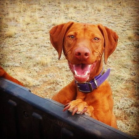 Image of Vanguard's Stella The Tornado