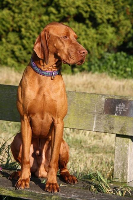 Image of Csipkéskúti Juhar