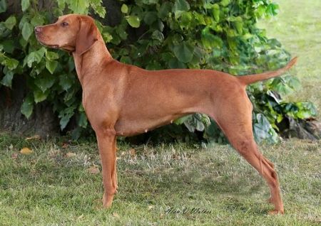 Image of Szajani Sipos