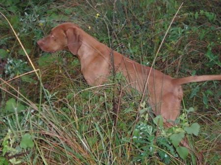 Image of Bil od Komtema