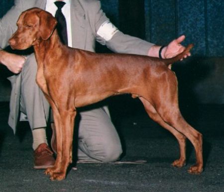 Image of Surfstone Jaybren's Csibesz