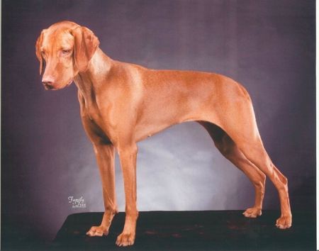 Image of Vasara's Angelique Gabrielle
