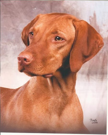 Image of Vasara's Angelique Gabrielle