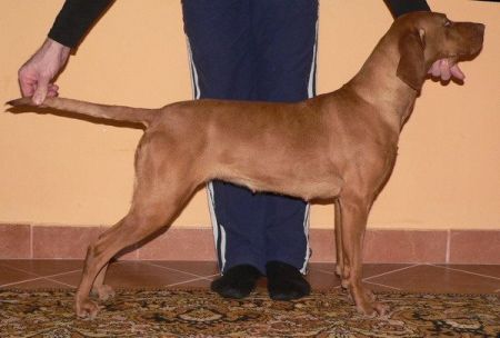 Image of Blume des Konig Csendes Of Tierah