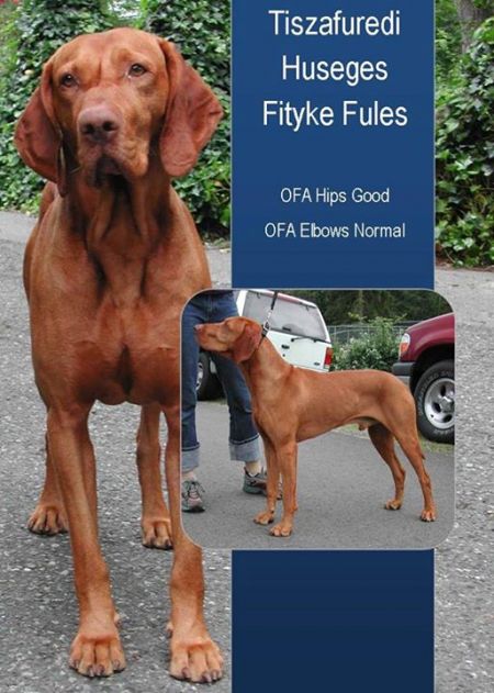 Image of Tiszafuredi Huseges Fityke Fules