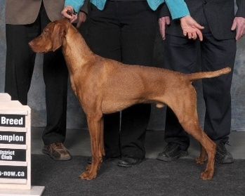 Image of Toldin's Rip Red Magic