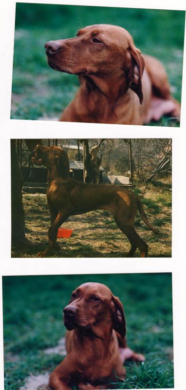 Image of Bodóhegyi Gyemant