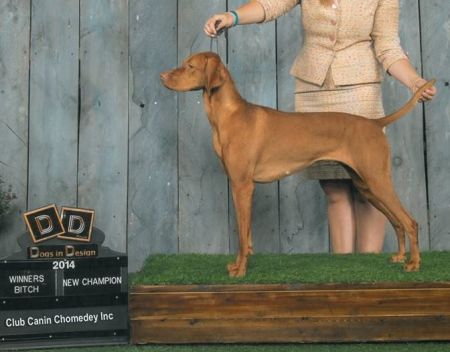 Image of Vihar Ev Ketto Kihivas