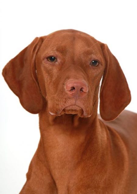 Image of Vihar Ev Ketto Kihivas