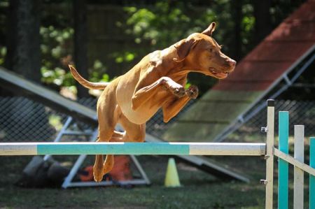 Image of Vihar Ev Ketto Kihivas