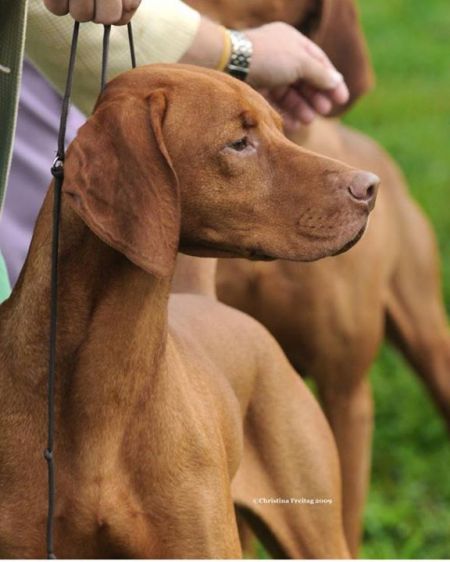 Image of Avalon's Classic Alliance