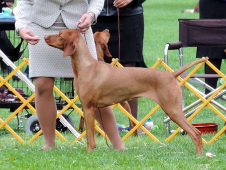 Image of Lorac's Prima Rosabella