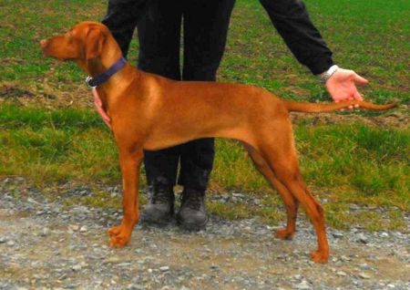 Image of Aischa z Hranických blat