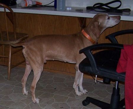 Image of Maximum Strider